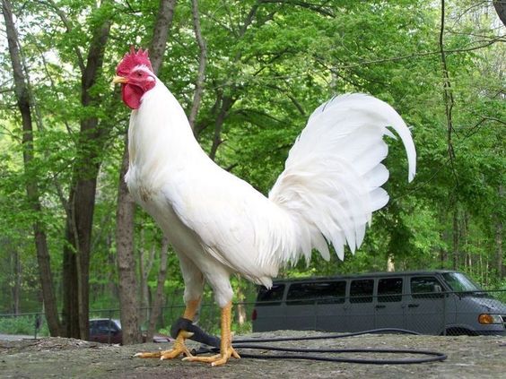 đá gà thomo 