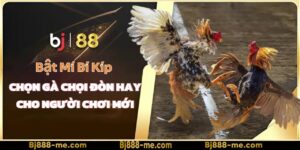 bí kíp chọn gà chọi đòn hay